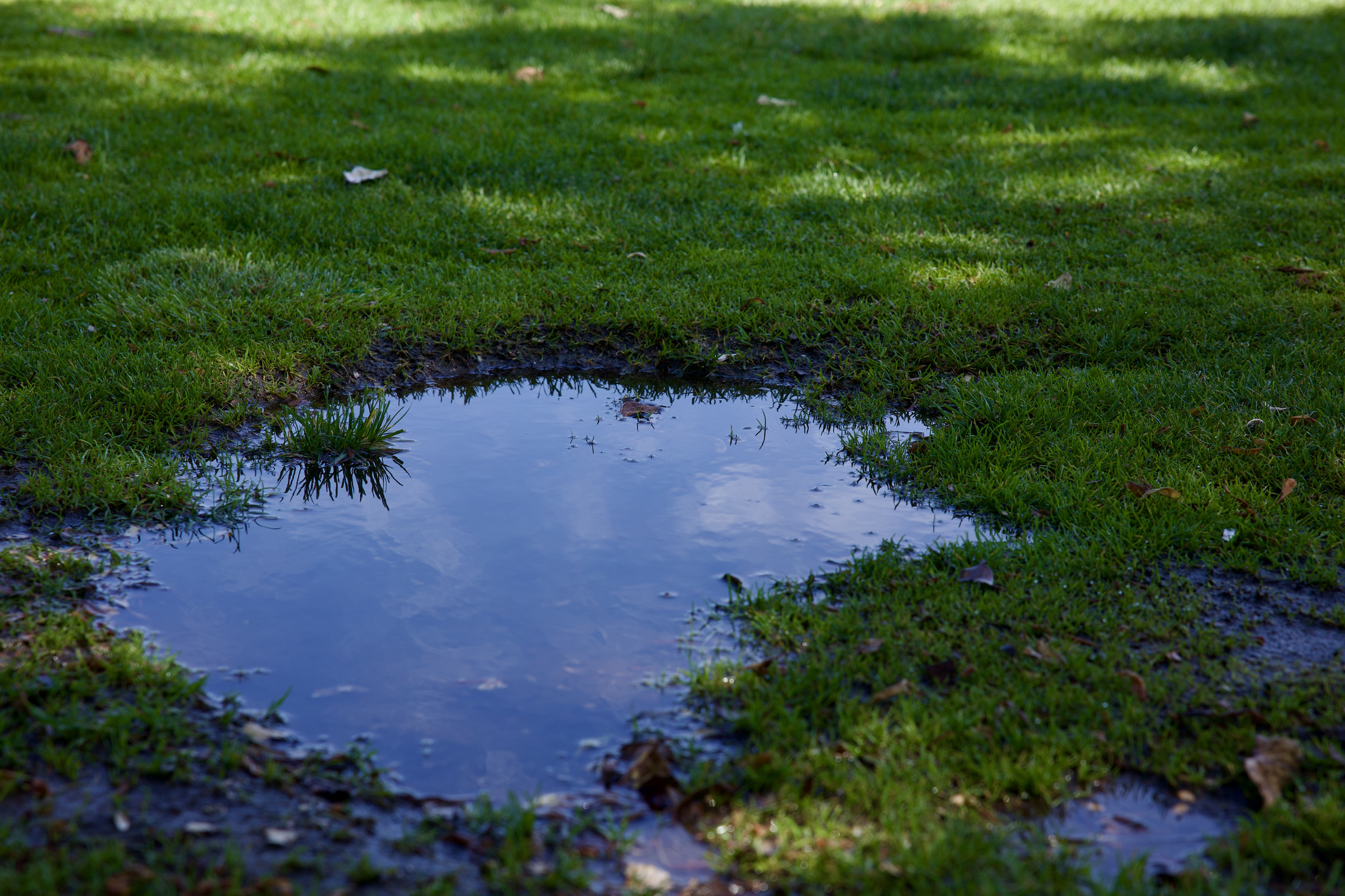 Fresh Puddle What Is A Puddle Of Water