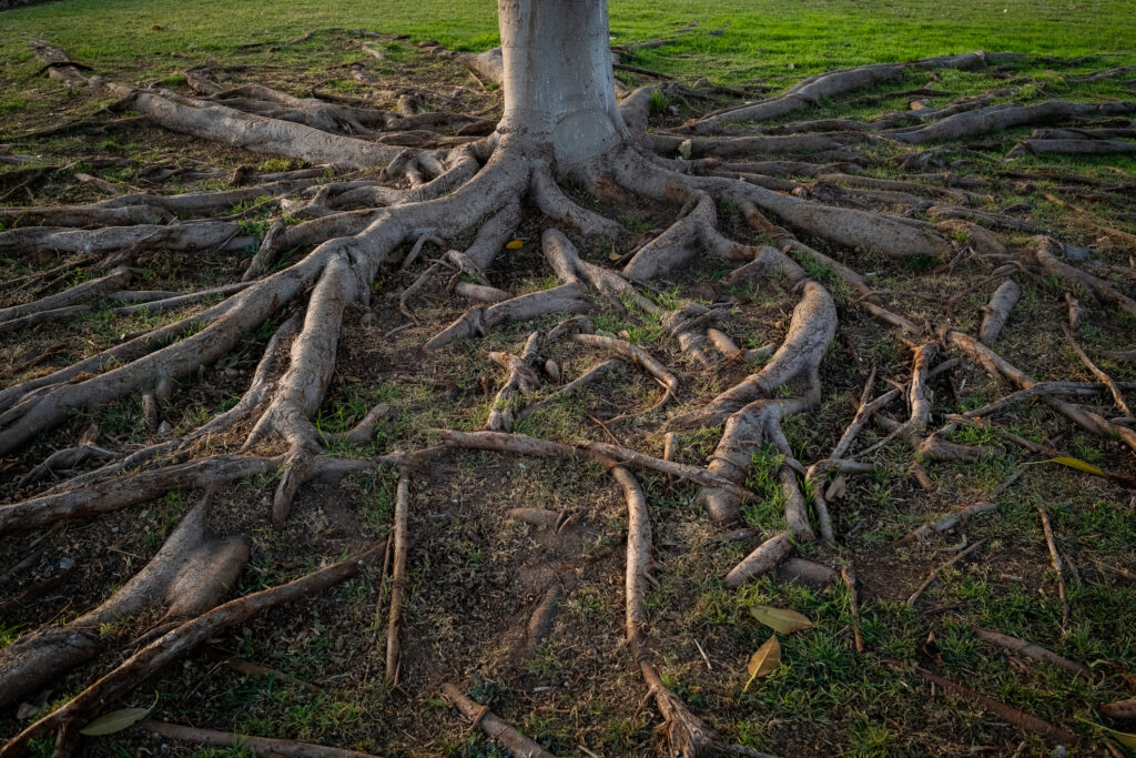 roots of a tree